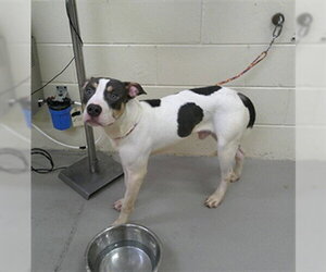 Mutt Dogs for adoption in Sanford, FL, USA