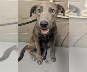 Labrador Retriever-Staffordshire Bull Terrier Mix Dogs for adoption in Downey, CA, USA