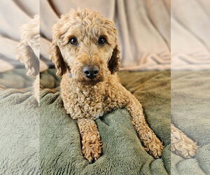 Poodle (Miniature) Dogs for adoption in Bon Carbo, CO, USA