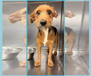 Mutt Dogs for adoption in Rockaway, NJ, USA