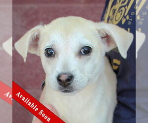 German Shepherd Dog-Huskies Mix Dogs for adoption in Huntley, IL, USA
