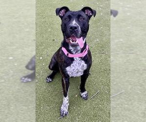 American Pit Bull Terrier-Plott Hound Mix Dogs for adoption in Brewster, MA, USA