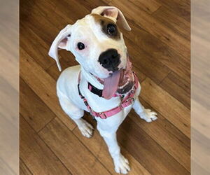 Boxer Dogs for adoption in Ojai, CA, USA