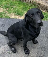 Labrador Retriever Dogs for adoption in Bauxite, AR, USA