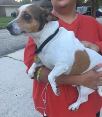Jack Russell Terrier Dogs for adoption in Slidell, LA, USA