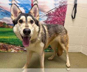 German Shepherd Dog-Siberian Husky Mix Dogs for adoption in Moreno Valley, CA, USA