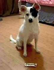Medium Photo #1 Border Collie-Unknown Mix Puppy For Sale in Rockaway, NJ, USA
