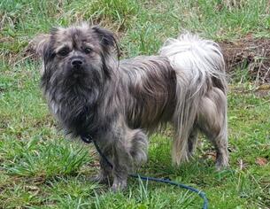 Shih Tzu Dogs for adoption in Battle Ground, WA, USA