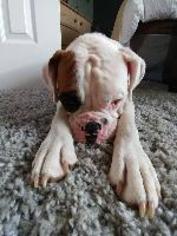 Olde Bulldog Dogs for adoption in Newcastle, , USA
