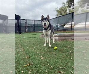 Siberian Husky Dogs for adoption in Fremont, CA, USA