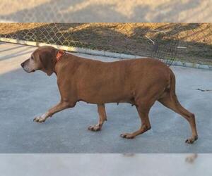 Redbone Coonhound Dogs for adoption in Knoxville, IA, USA
