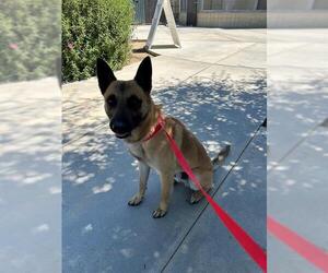 German Shepherd Dog Dogs for adoption in Riverside, CA, USA