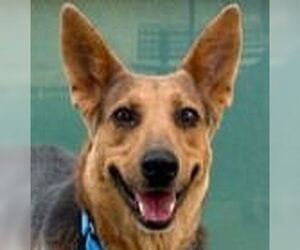 Mutt Dogs for adoption in Canton, CT, USA