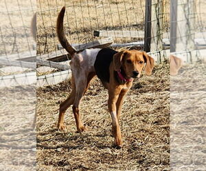 Beagle-Unknown Mix Dogs for adoption in Walnutport, PA, USA