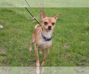 Chihuahua Dogs for adoption in Chestertown, MD, USA