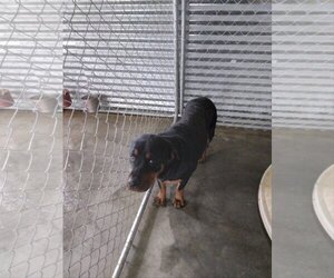 Rottweiler Dogs for adoption in Bonifay, MO, USA