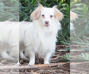 Medium Photo #1 Cavalier King Charles Spaniel-Tibetan Spaniel Mix Puppy For Sale in Palo Alto, CA, USA
