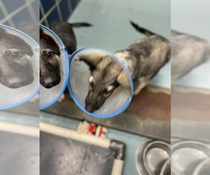 German Shepherd Dog Dogs for adoption in Kankakee, IL, USA