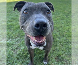 Mutt Dogs for adoption in Riverside, CA, USA