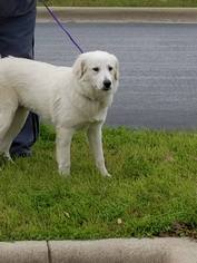 Great Pyrenees Dogs for adoption in Spring, TX, USA