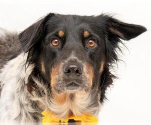 Border Collie Dogs for adoption in Orlando, FL, USA