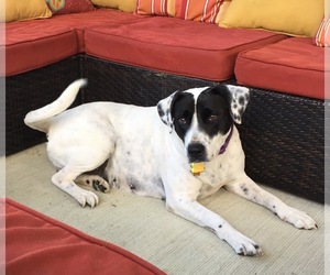 Labrador Retriever-Unknown Mix Dogs for adoption in Jarrettsville, MD, USA