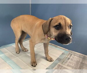 Labrador Retriever-Pug Mix Dogs for adoption in San Bernardino, CA, USA