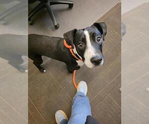 Mutt Dogs for adoption in West Valley, UT, USA