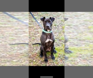 Labrador Retriever Dogs for adoption in garner, NC, USA
