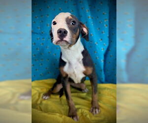 French Bulldog-Unknown Mix Dogs for adoption in Pleasanton, TX, USA