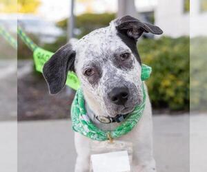 Mutt Dogs for adoption in San Diego, CA, USA