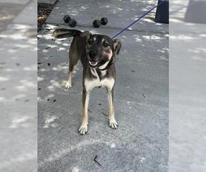 German Shepherd Dog Dogs for adoption in Houston, TX, USA