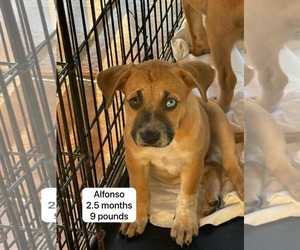 Labsky Dogs for adoption in Virginia Beach, VA, USA