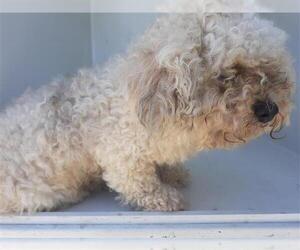 Poodle (Miniature) Dogs for adoption in Houston, TX, USA