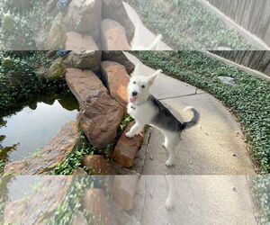 - Mix Dogs for adoption in Denton, TX, USA