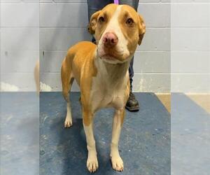 Mutt Dogs for adoption in Woodland, CA, USA