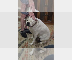 Boxer Dogs for adoption in Austin, TX, USA