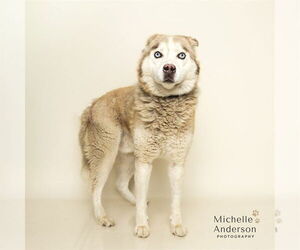 Siberian Husky-Unknown Mix Dogs for adoption in Corona, CA, USA