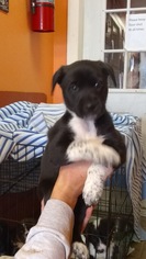 Borador Dogs for adoption in Chester, NJ, USA