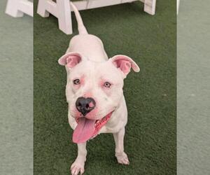 Medium Photo #4 American Bulldog-Unknown Mix Puppy For Sale in Rockwall, TX, USA