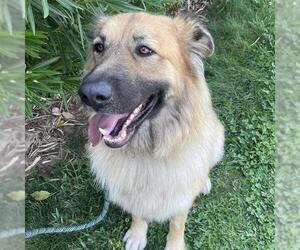 Leonberger-Unknown Mix Dogs for adoption in Sacramento, CA, USA