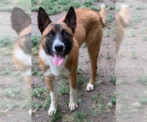 Mutt Dogs for adoption in Riverside, CA, USA