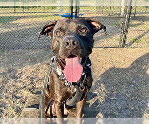 Labrador Retriever-Unknown Mix Dogs for adoption in Tavares, FL, USA
