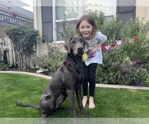Labrador Retriever Dogs for adoption in Clovis, CA, USA
