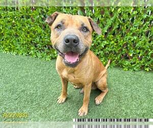 American Pit Bull Terrier Dogs for adoption in West Palm Beach, FL, USA