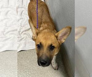 Mutt Dogs for adoption in Las Vegas, NV, USA