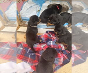 Rottweiler Dogs for adoption in Gilbert, AZ, USA