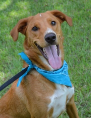 Gollie Dogs for adoption in Lafayette, LA, USA