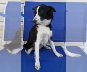 Border-Aussie Dogs for adoption in Marrero, LA, USA