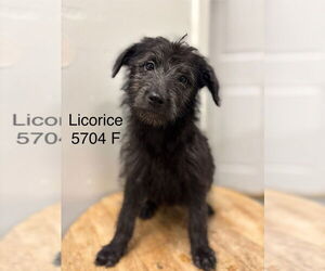 Poodle (Standard) Dogs for adoption in Studio City, CA, USA